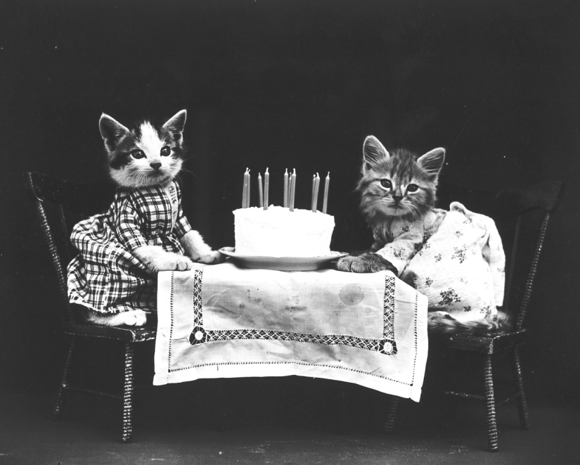 Los gatos y cachorros retro de Harry Witter que causaron sensación hace 100 años