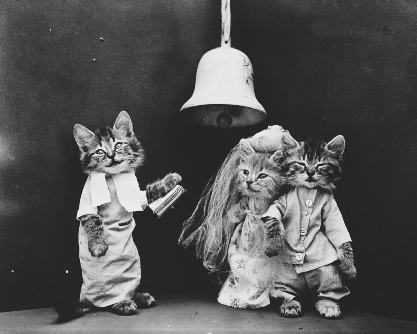 Los gatos y cachorros retro de Harry Witter que causaron sensación hace 100 años