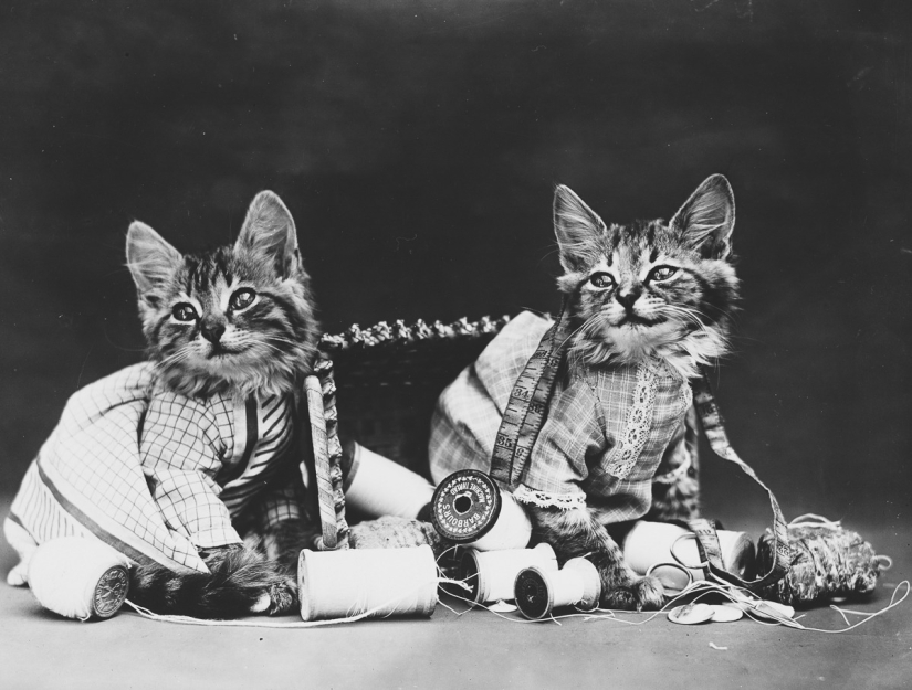 Los gatos y cachorros retro de Harry Witter que causaron sensación hace 100 años