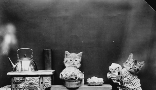 Los gatos y cachorros retro de Harry Witter que causaron sensación hace 100 años