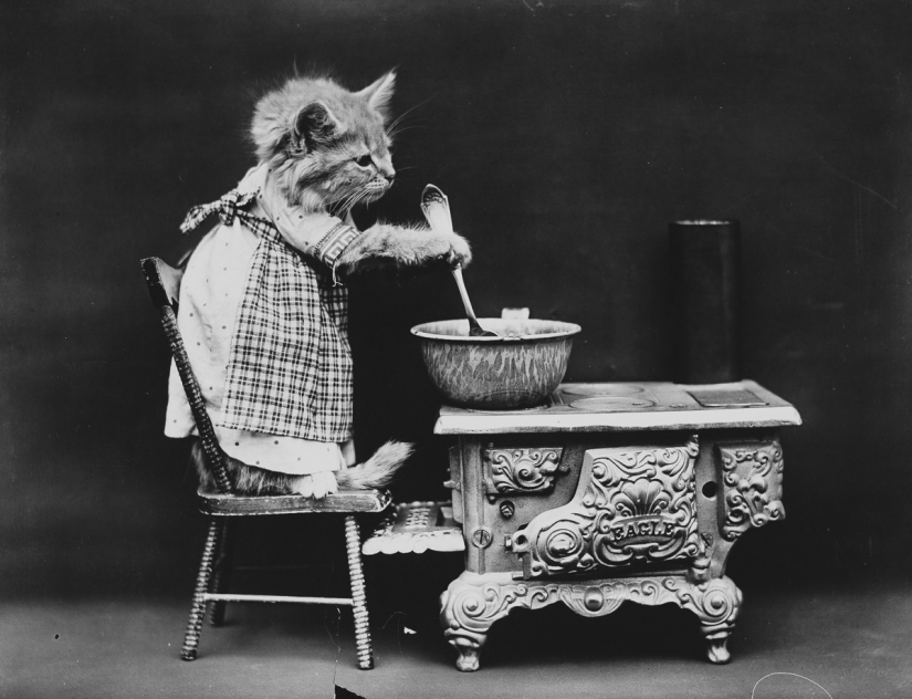 Los gatos y cachorros retro de Harry Witter que causaron sensación hace 100 años