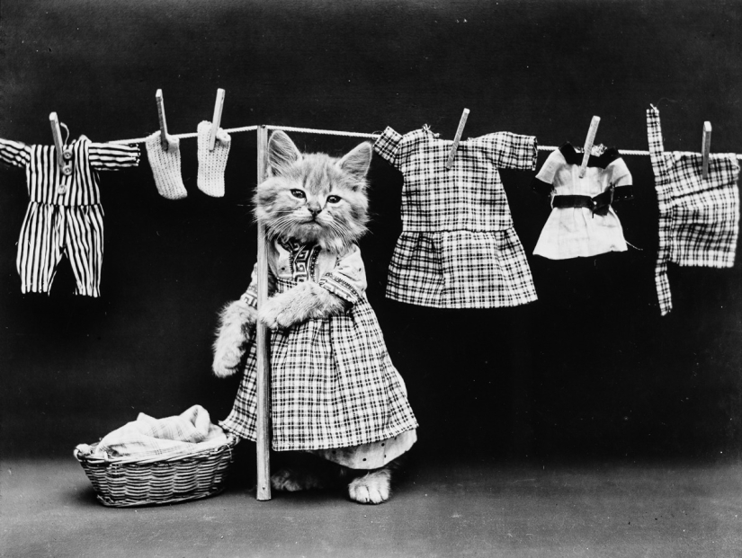 Los gatos y cachorros retro de Harry Witter que causaron sensación hace 100 años