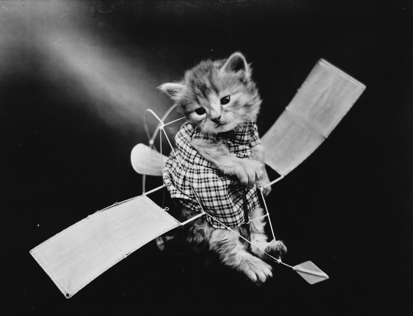 Los gatos y cachorros retro de Harry Witter que causaron sensación hace 100 años