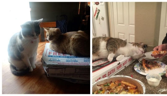 Los gatos y la pizza son la combinación perfecta, y aquí hay 18 pruebas