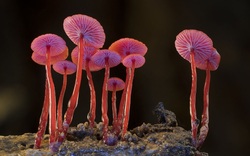 Los hongos más inusuales y extraños del mundo de un fotógrafo australiano