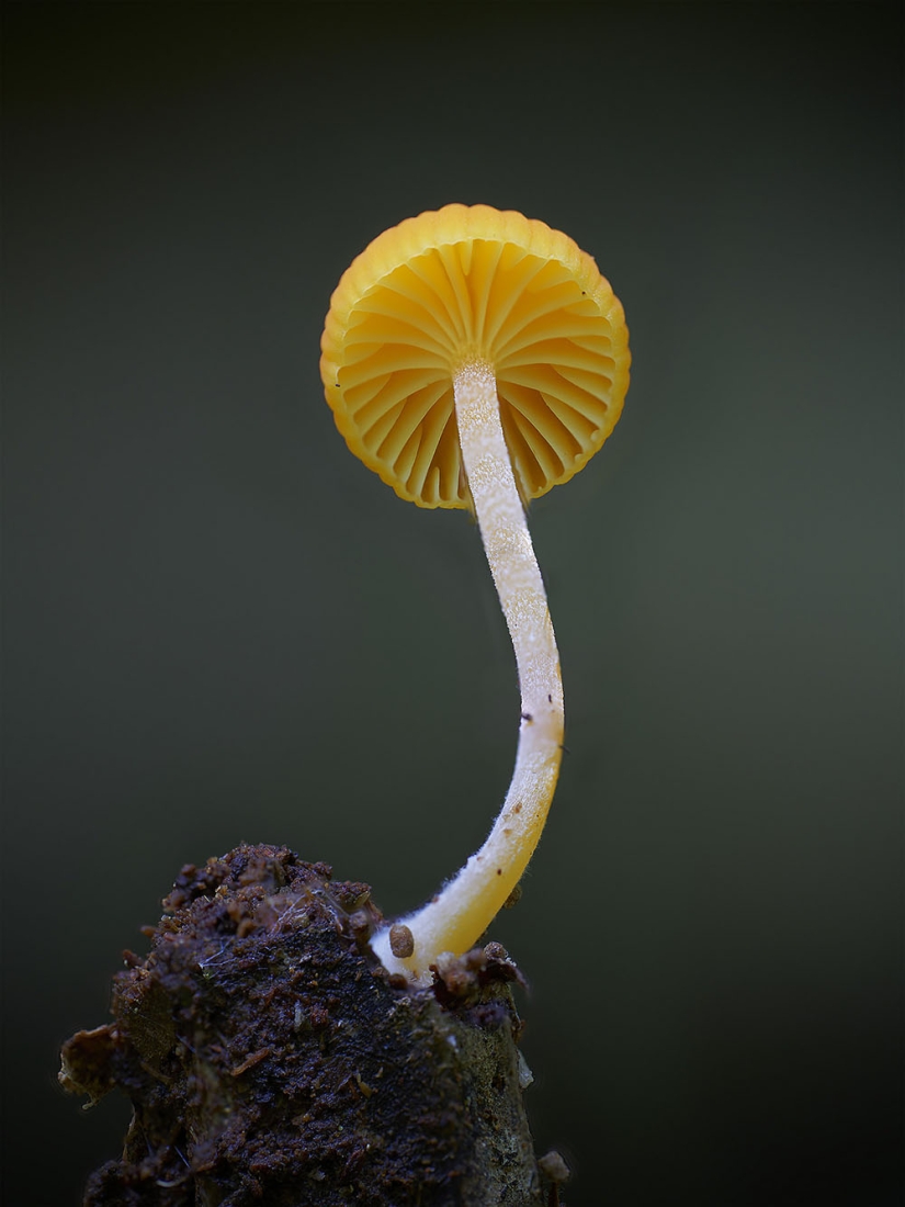 Los hongos más inusuales y extraños del mundo de un fotógrafo australiano