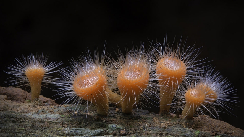 Los hongos más inusuales y extraños del mundo de un fotógrafo australiano