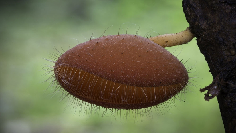 Los hongos más inusuales y extraños del mundo de un fotógrafo australiano