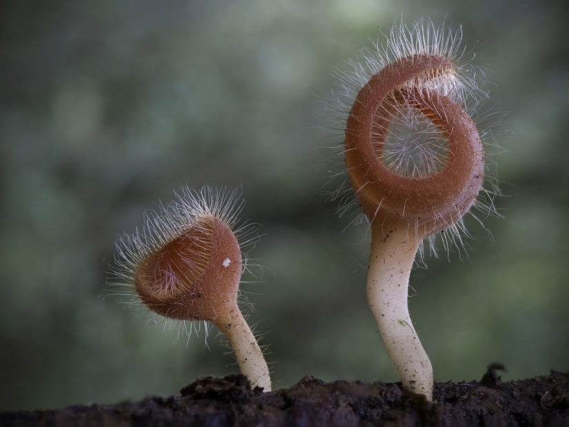 Los hongos más inusuales y extraños del mundo de un fotógrafo australiano