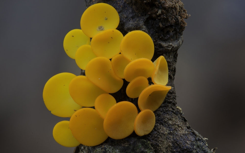 Los hongos más inusuales y extraños del mundo de un fotógrafo australiano