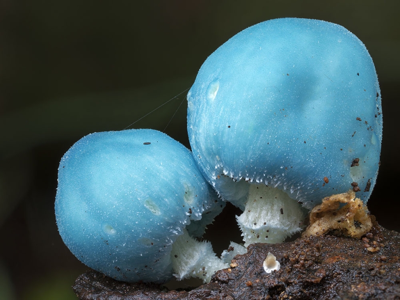 Los hongos más inusuales y extraños del mundo de un fotógrafo australiano