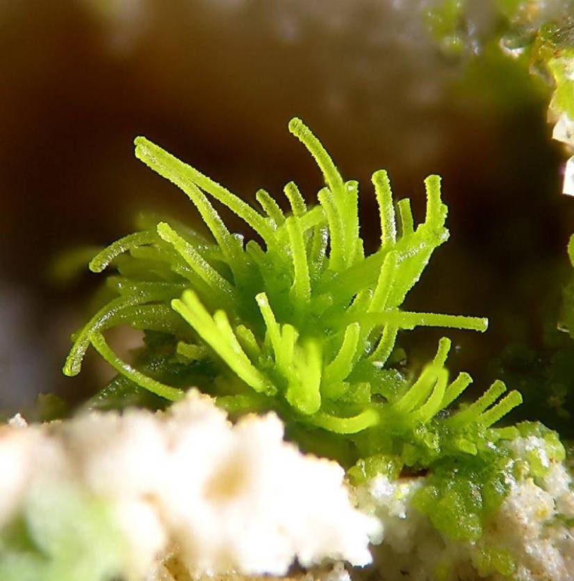 Los minerales más sorprendentes