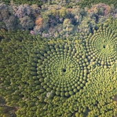 Los misteriosos círculos de árboles en Japón son el resultado de un experimento de 50 años