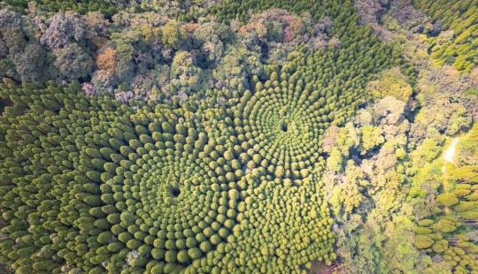 Los misteriosos círculos de árboles en Japón son el resultado de un experimento de 50 años