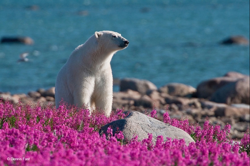 Los osos polares no están en la nieve, sino en las flores: usted no ha visto esto todavía