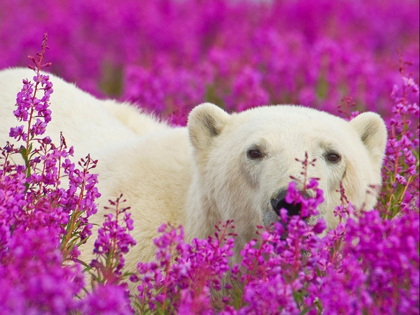 Los osos polares no están en la nieve, sino en las flores: usted no ha visto esto todavía