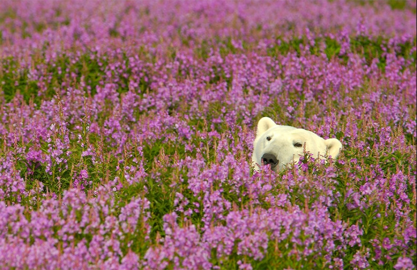 Los osos polares no están en la nieve, sino en las flores: usted no ha visto esto todavía