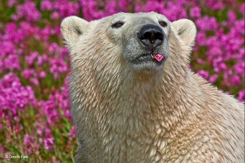 Los osos polares no están en la nieve, sino en las flores: usted no ha visto esto todavía