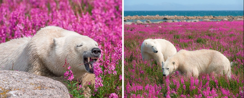 Los osos polares no están en la nieve, sino en las flores: usted no ha visto esto todavía