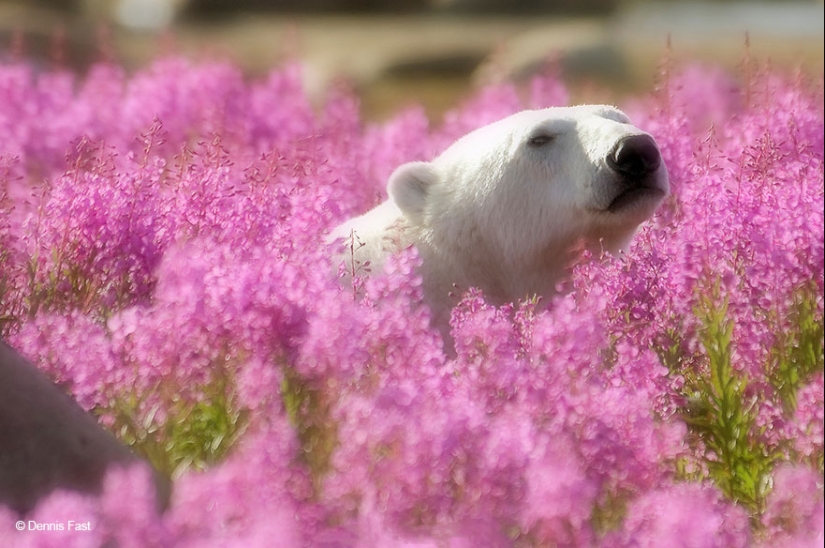 Los osos polares no están en la nieve, sino en las flores: usted no ha visto esto todavía