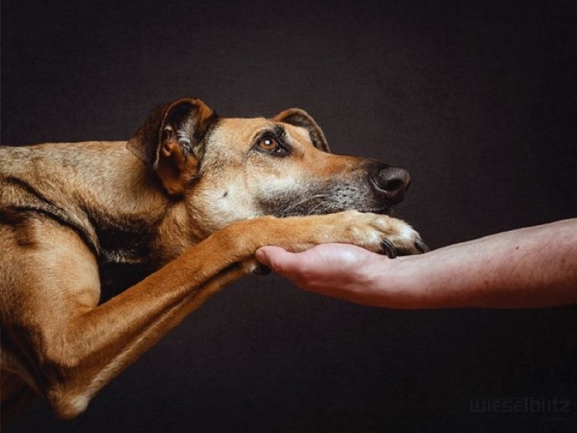 Los perros más expresivos del mundo por Elke Vogelslang