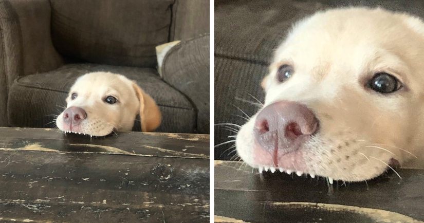 Los perros subaki: estas graciosas criaturas que se te levante el ánimo!