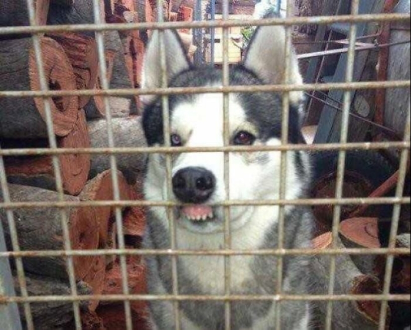 Los perros subaki: estas graciosas criaturas que se te levante el ánimo!