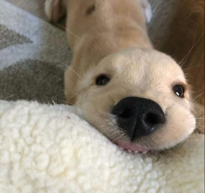 Los perros subaki: estas graciosas criaturas que se te levante el ánimo!