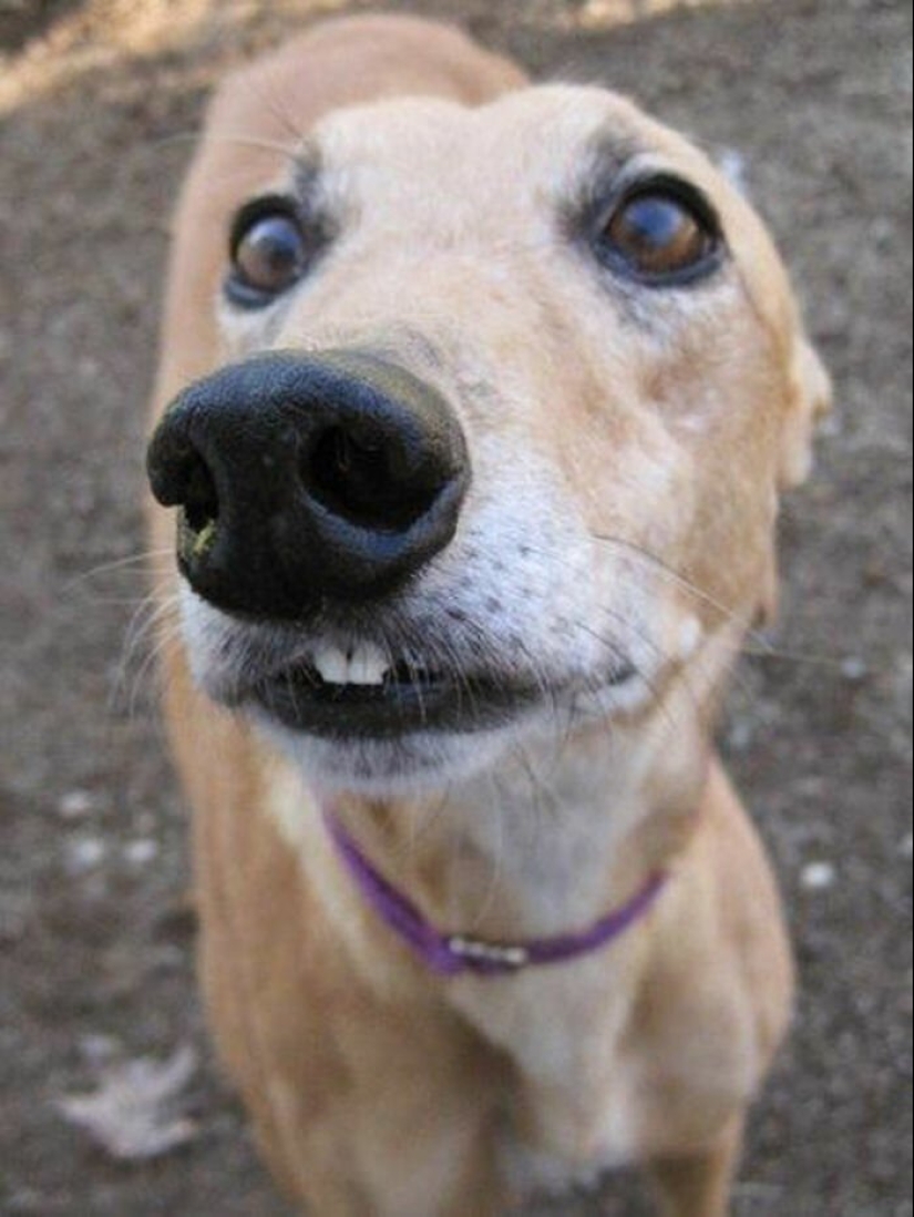 Los perros subaki: estas graciosas criaturas que se te levante el ánimo!