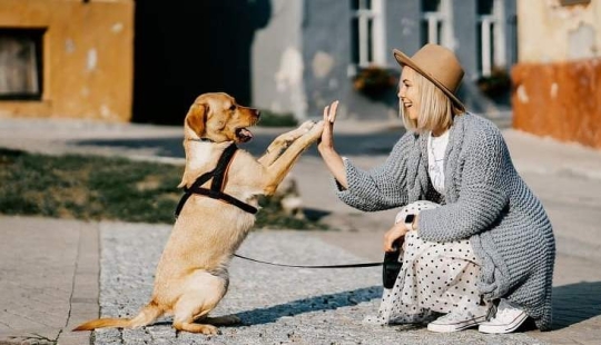 ¿Los perros tienen memoria y qué tan buena es?