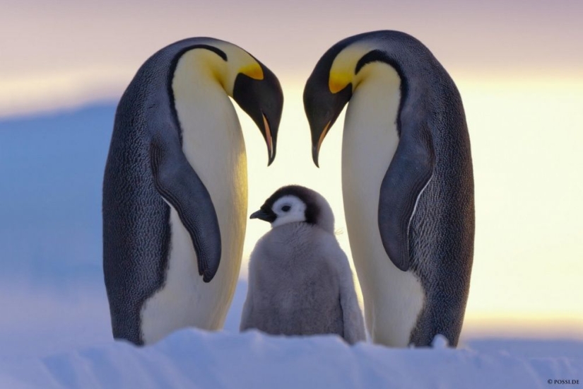 Los pingüinos son golondrinas que comieron después de las seis