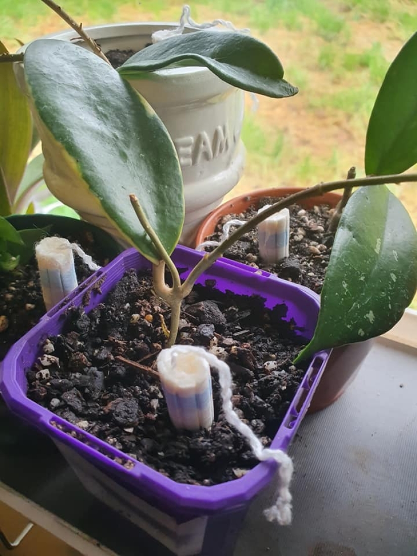 Los tampones a la olla: una mujer compartió una inusual vida hack para el cuidado de plantas de interior