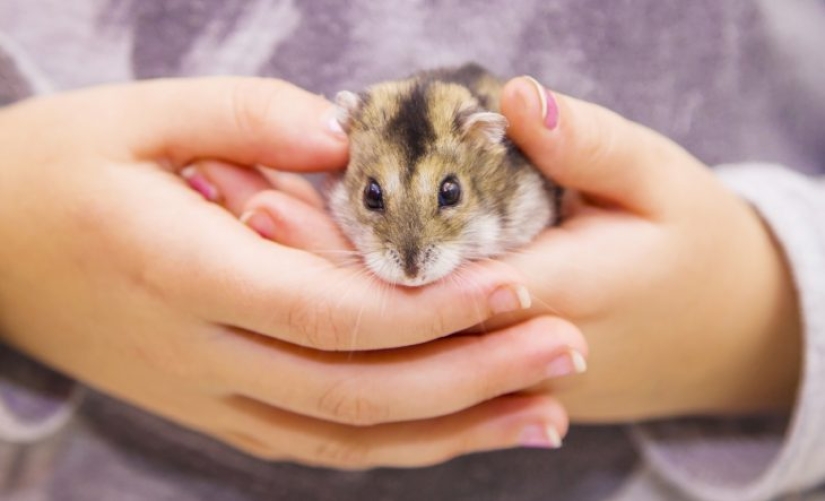 Los veterinarios hablaron sobre la parte poco envidiable de los hámsters: enfermedad, sufrimiento, muerte prematura