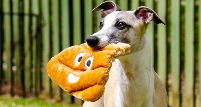 Los veterinarios explicaron por qué los perros comen heces y pasto