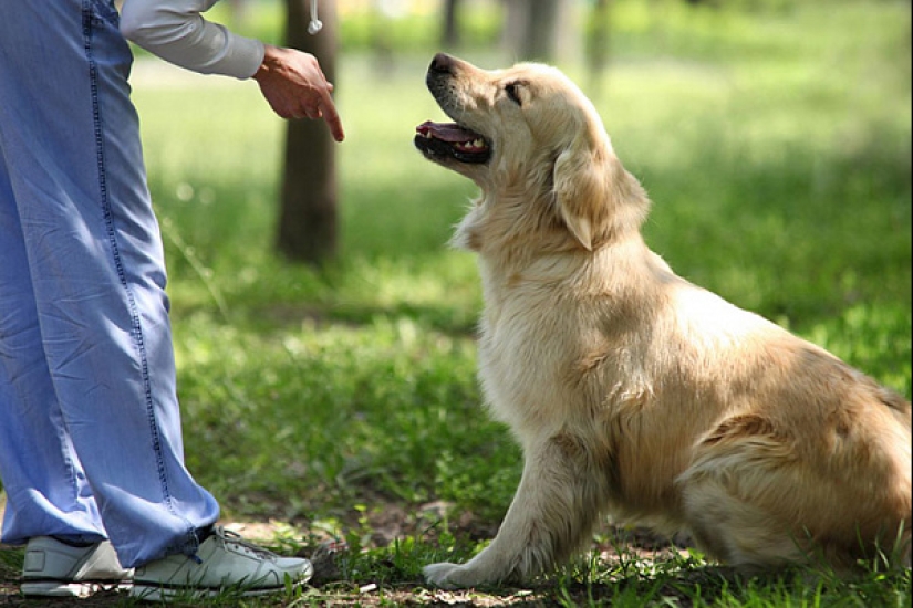 Los veterinarios explicaron por qué los perros comen heces y pasto