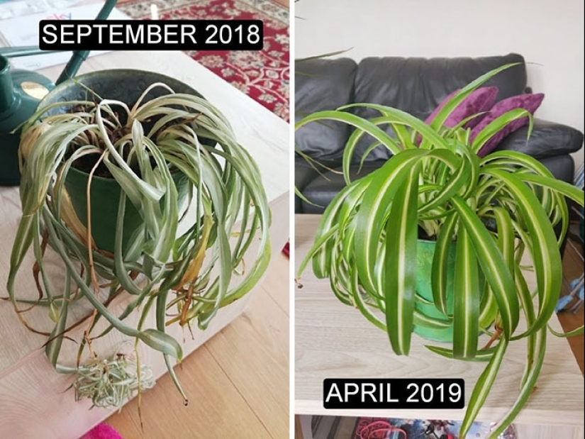 Love and care transform even plants: 25 photos of amazing transformations