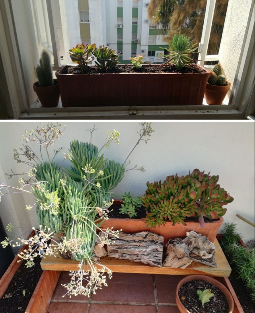 Love and care transform even plants: 25 photos of amazing transformations