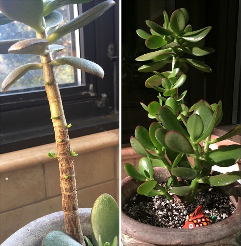 Love and care transform even plants: 25 photos of amazing transformations