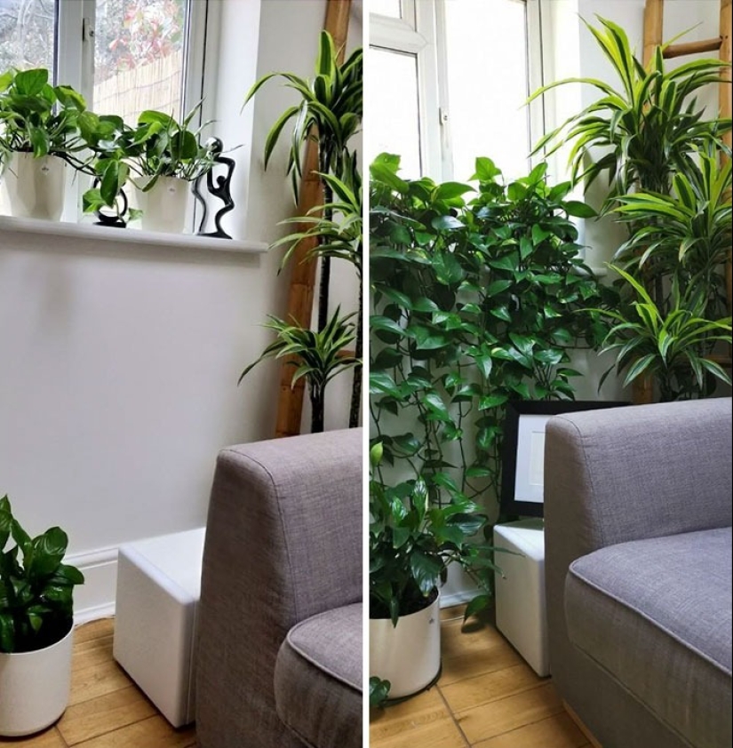 Love and care transform even plants: 25 photos of amazing transformations