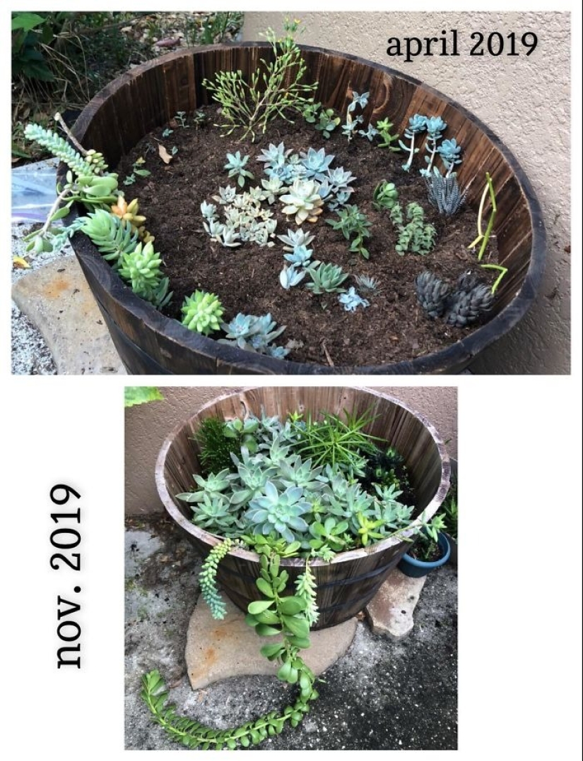 Love and care transform even plants: 25 photos of amazing transformations