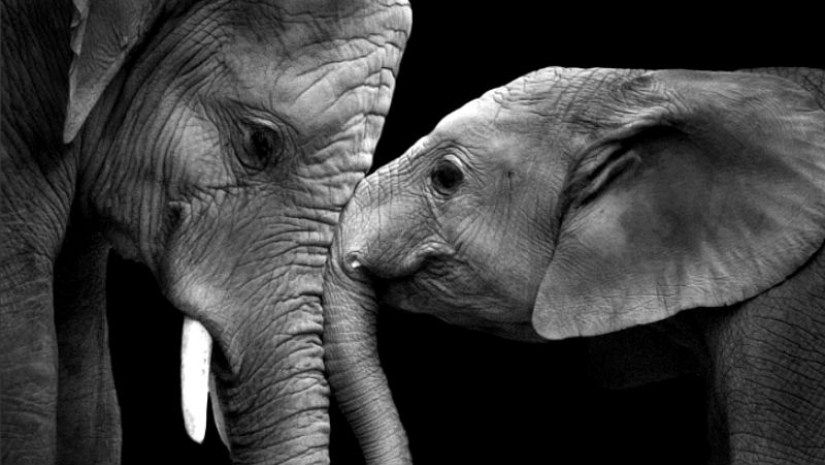 Love like an elephant