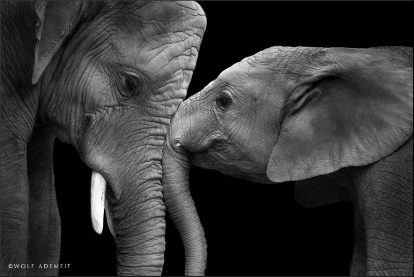 Love like an elephant