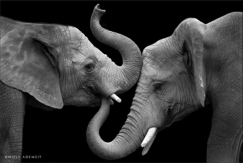 Love like an elephant