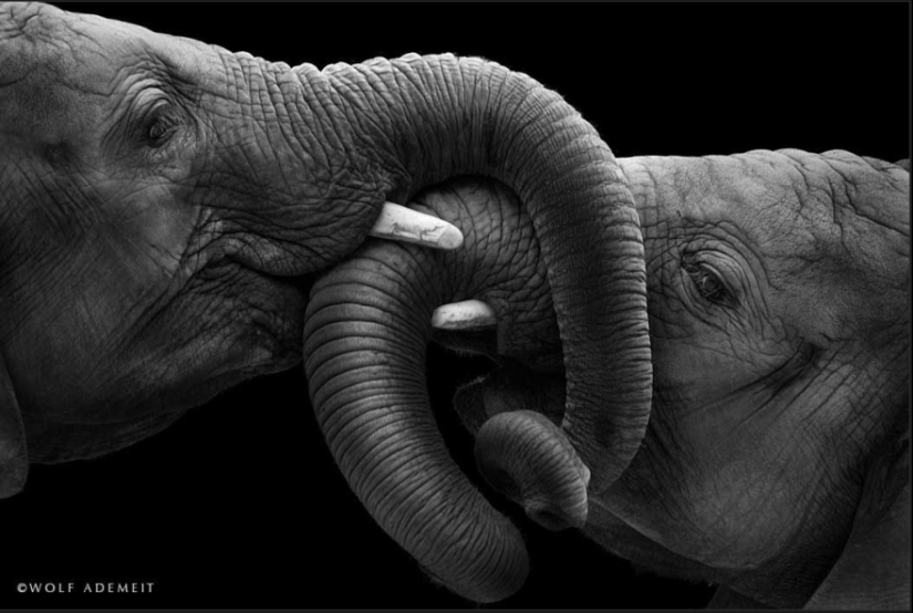 Love like an elephant