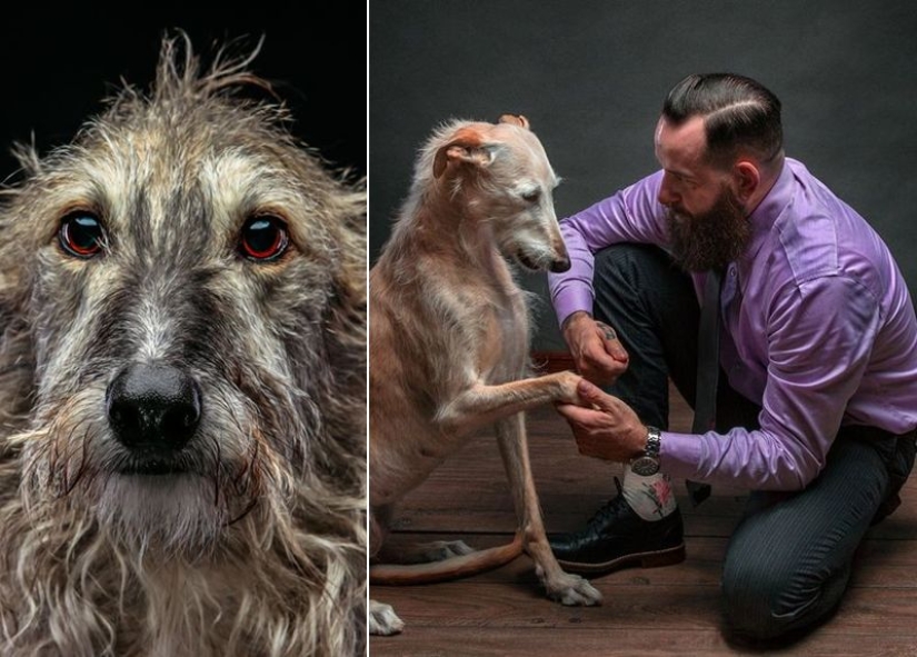 Lovely dog with a tragic fate: greyhounds of Galgo from Spain