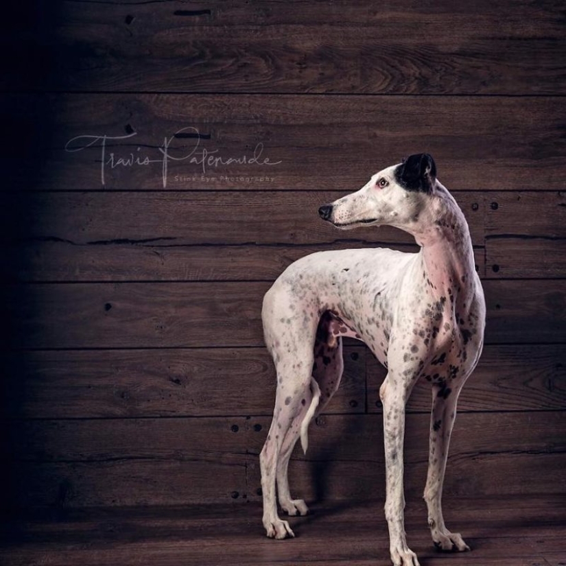 Lovely dog with a tragic fate: greyhounds of Galgo from Spain