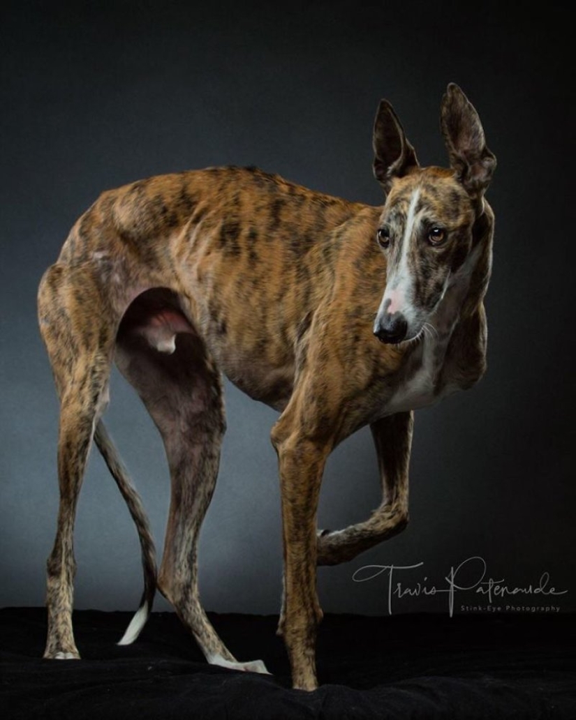 Lovely dog with a tragic fate: greyhounds of Galgo from Spain