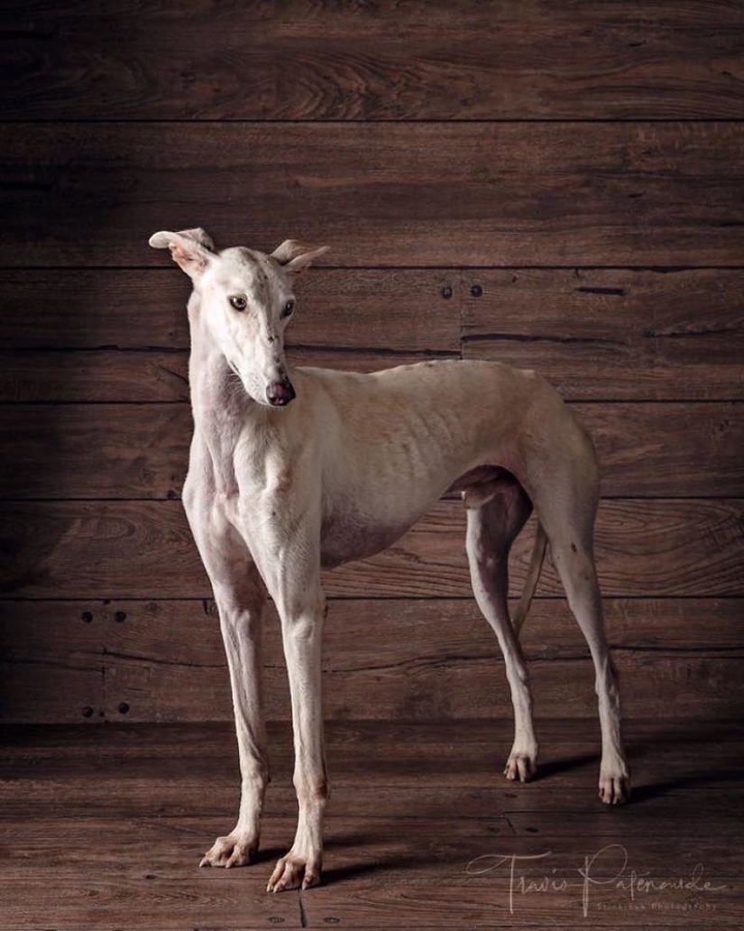 Lovely dog with a tragic fate: greyhounds of Galgo from Spain