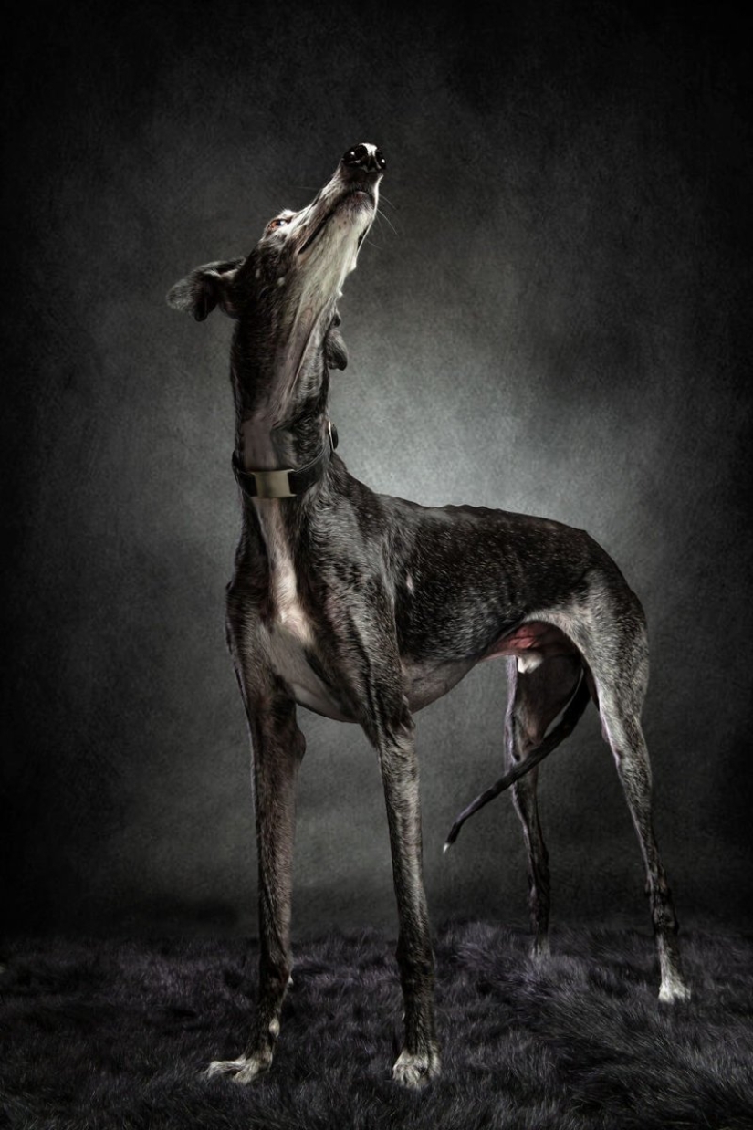 Lovely dog with a tragic fate: greyhounds of Galgo from Spain