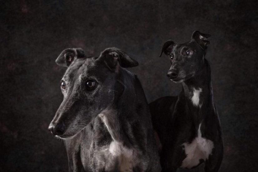 Lovely dog with a tragic fate: greyhounds of Galgo from Spain